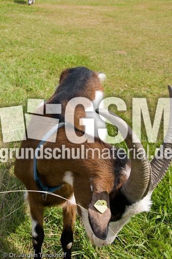 Ziege (11 von 17).jpg